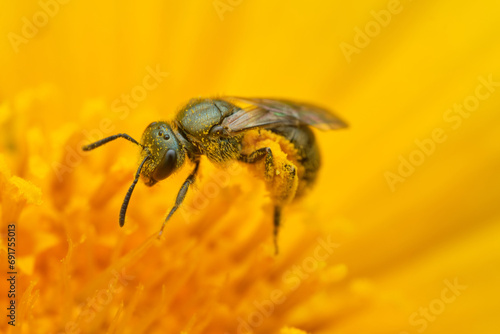 Sweat Bee on Yellow Flower - Side