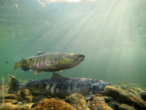 Underwater photography of salmon running upstream in autumn in eastern Hokkaido