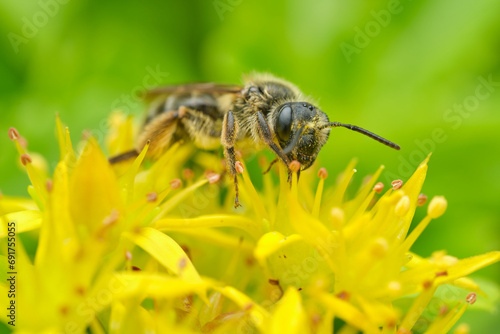Mining Bee on Yellow Flowers - Portrait © ALEXANDER