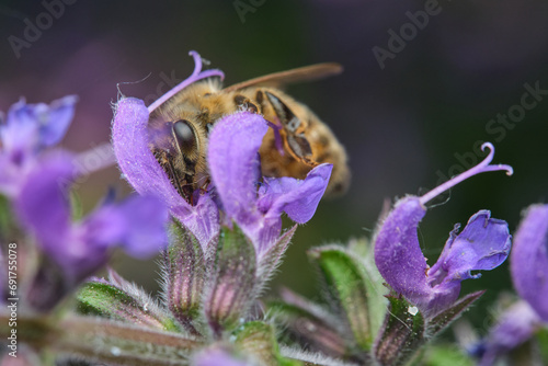 Honey Bee on Purple Flower - Side photo