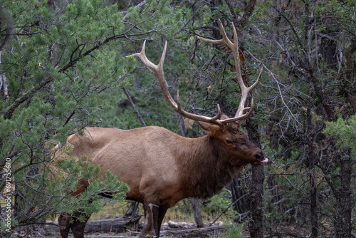 Rocky Mountain Elk (Cerbus elaphus nelsoni) With large antlers, standing in forest at Grand Canyon National Park. 
 photo