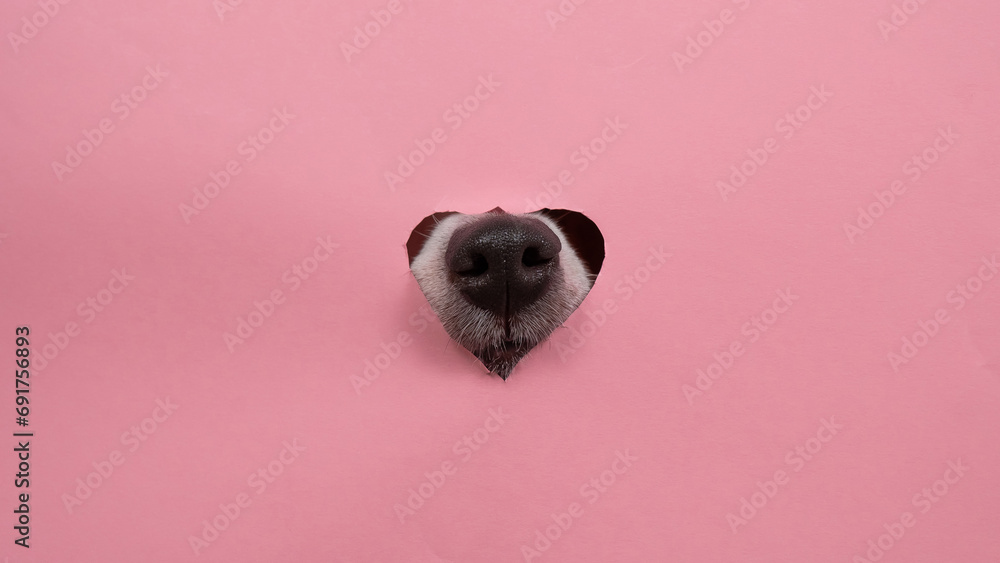 A dog's nose sticks out of a pink cardboard background. A hole in the shape of a heart. - obrazy, fototapety, plakaty 