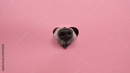 A dog's nose sticks out of a pink cardboard background. A hole in the shape of a heart. photo