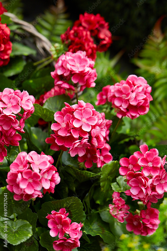 flowers in the garden