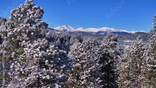 Christmas first snow Evergreen Front Range Denver Mount Blue Sky Evans aerial cinematic drone crisp freezing cold morning beautiful blue sky upward jib frosted pine trees reveal motion photo