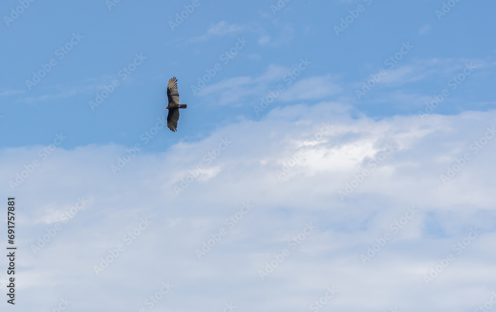 Fototapeta premium A Turkey Vulture flying high above a cloud layer in blue sky