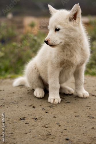 Sleddog puppy in sisimiut