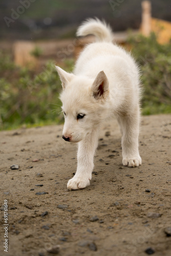Sleddog puppy in sisimiut