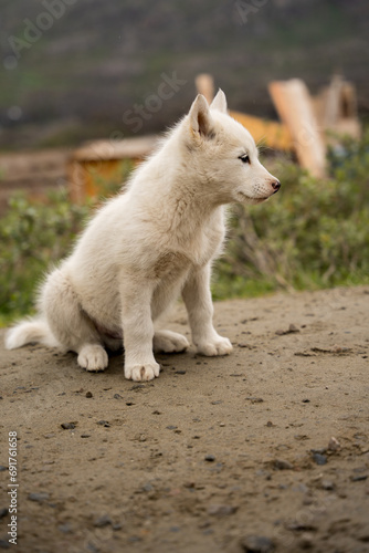 Sleddog puppy in sisimiut