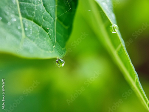 drop, water, grass, dew, leaf, nature, macro, plant, drops, rain, wet, blade, droplet, summer, spring, closeup, morning, close-up, environment, fresh, garden, raindrop, flora, green, reflection