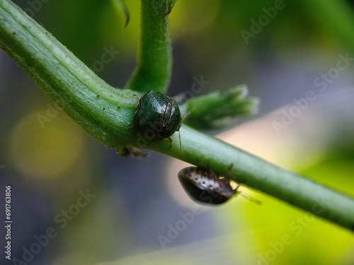 insect, nature, macro, leaf, bug, animal, closeup, wildlife, dragonfly, spider, fly, summer, wild, plant, brown, wings, close-up, grasshopper, ant, insects, fauna, grass, antenna, butterfly, close photo