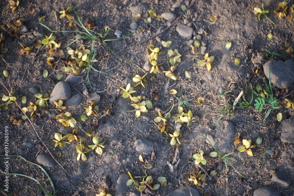 Obraz premium background flower floral