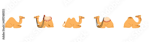 Set of Camel Element