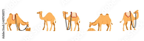 Set of Camel Element