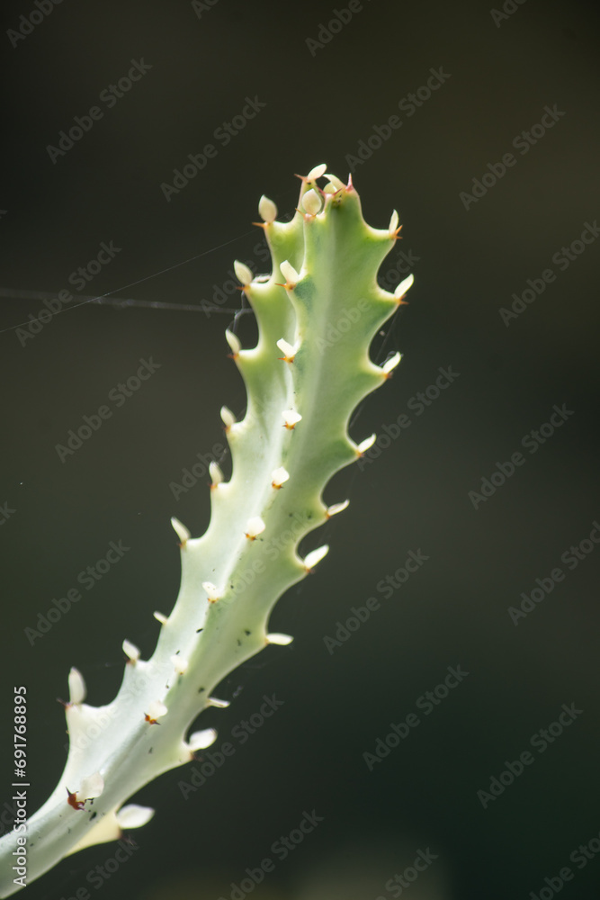 Naklejka premium cactus close up