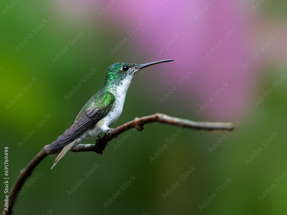 Fototapeta premium Andean Emerald Hummingbird on tree branch, portrait on green background