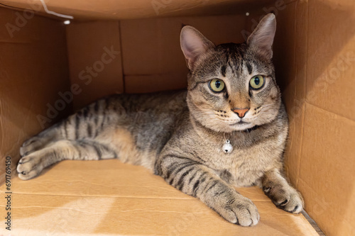 Cat in the cardboard box 