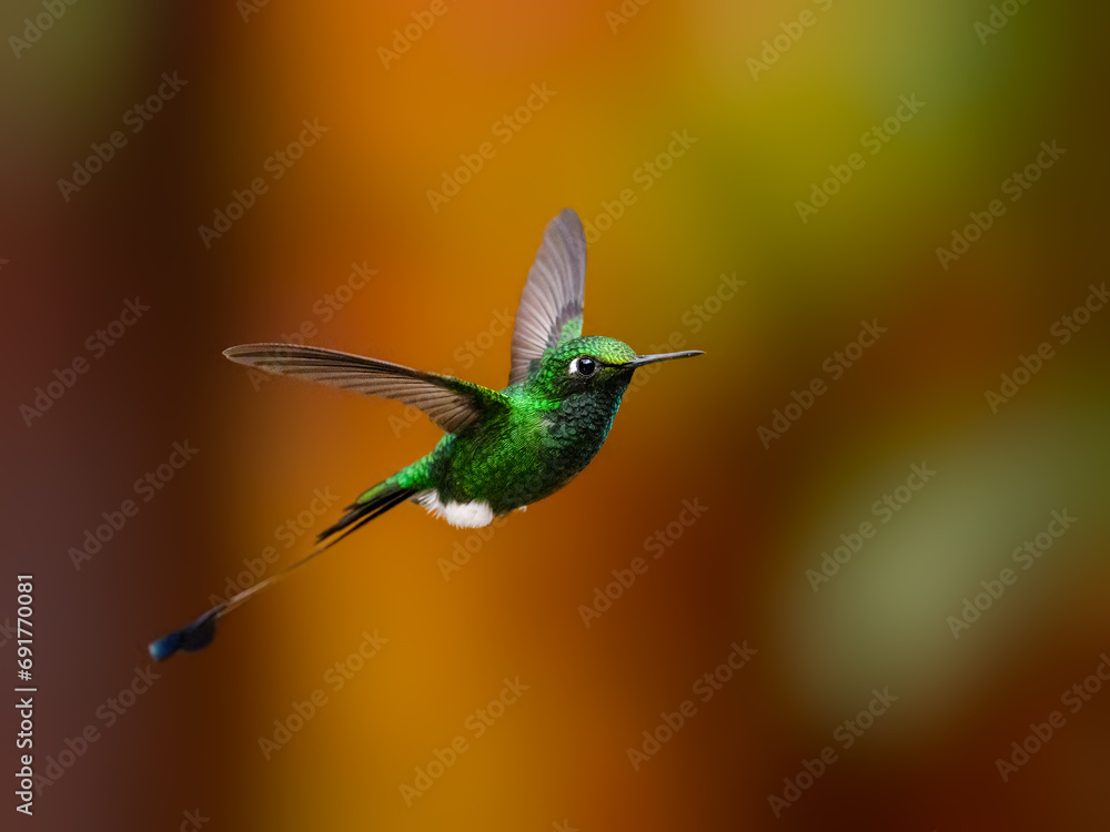 Fototapeta premium White-booted racket-tail Hummingbird in flight collecting nectar from beautiful lantana pink yellow flower on dark background