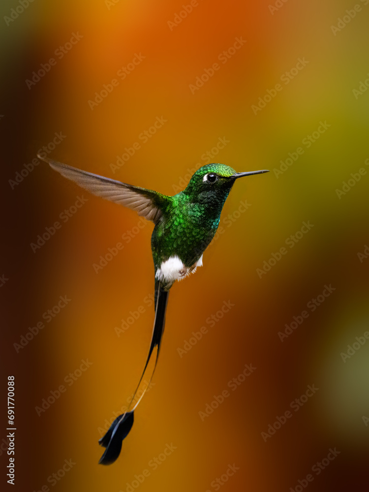 White-booted racket-tail Hummingbird in flight collecting nectar from beautiful lantana pink yellow flower on dark background White-booted racket-tail Hummingbird in flight collecting nectar from beautiful lantana pink yellow flower on dark background