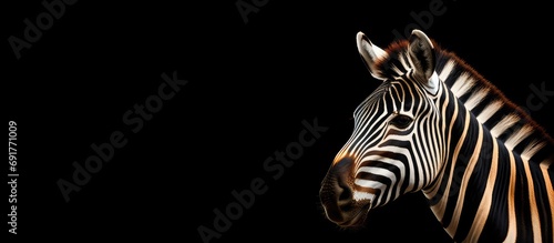 Striped animal