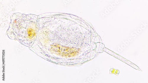 Living rotifer collected from the lake. Selective focus image