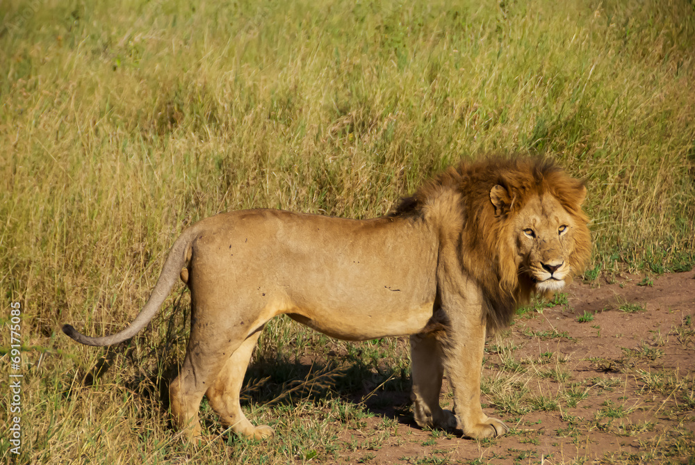 A Lion Resting in a Tanzanian Meadow
A Lion Resting in a Tanzanian Meadow