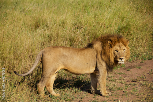 A Lion Resting in a Tanzanian Meadow 