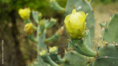 Flower of Opuntia stricta known as Erect prickly, Shellmound, Australian pest pear, Sour Prickle