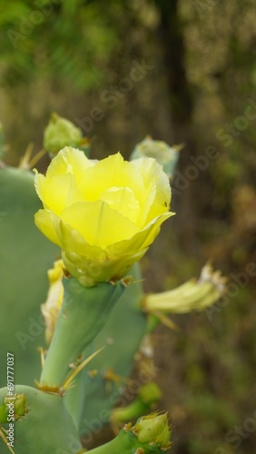 Flower of Opuntia stricta known as Erect prickly, Shellmound, Australian pest pear, Sour Prickle photo