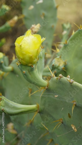 Flower of Opuntia stricta known as Erect prickly, Shellmound, Australian pest pear, Sour Prickle © Albin