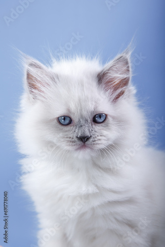 Blue-eyed Ragdoll kitten, blue studio ambiance. The pure white fur and mesmerizing gaze emanate innocence
