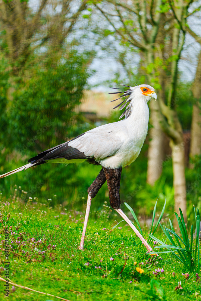 Naklejka premium Close-up view of a magnificent secretary bird standing in its natural habitat. This powerful bird has a distinctive appearance with long legs, a striking crest, and a robust beak.