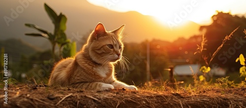 Thai cat enjoying sunset in natural surroundings. photo