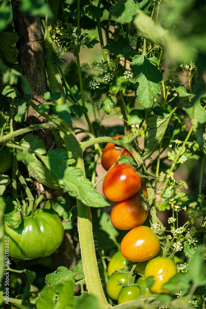 different tomatoes in the garden