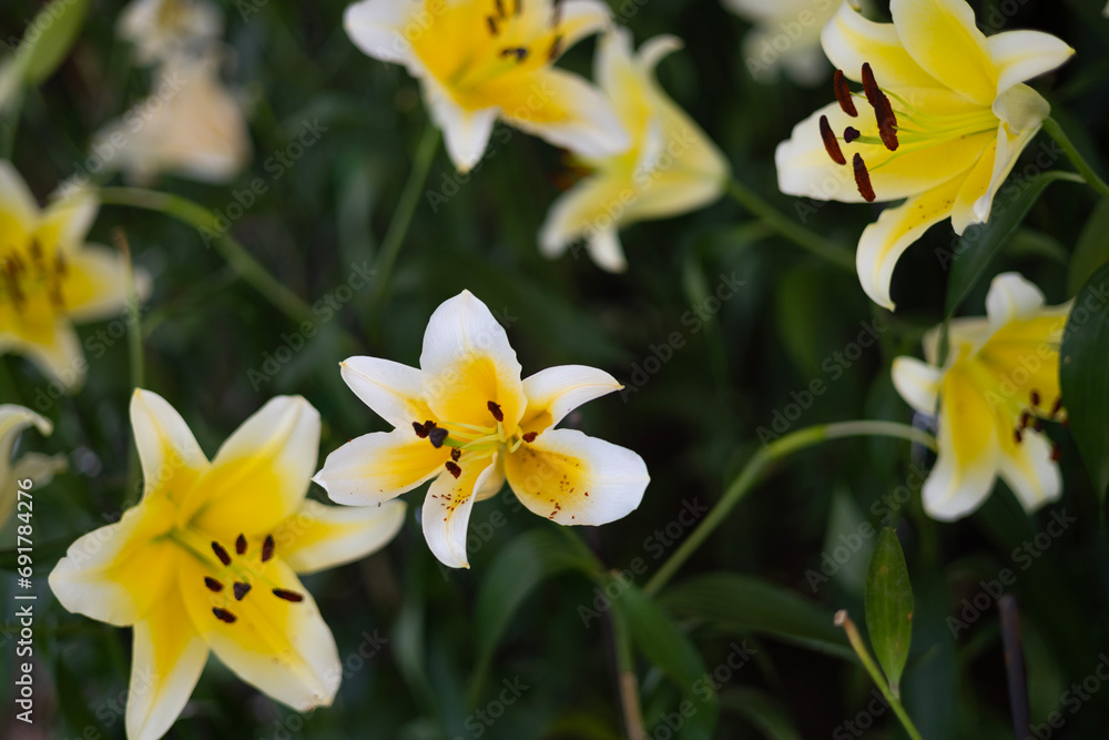 Beautiful white lily in the garden. White lily (Lilium candidum) lit by the sun. Beautiful white lily in the garden. White lily (Lilium candidum) lit by the sun.