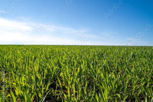 Growing crop field with blue sky in spring