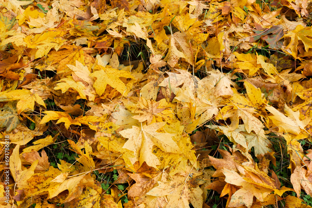 An abstract image of large autumn colored leaves covering the green grass. An abstract image of large autumn colored leaves covering the green grass.