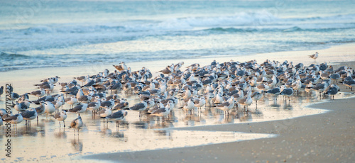 Flock of Seagulls photo