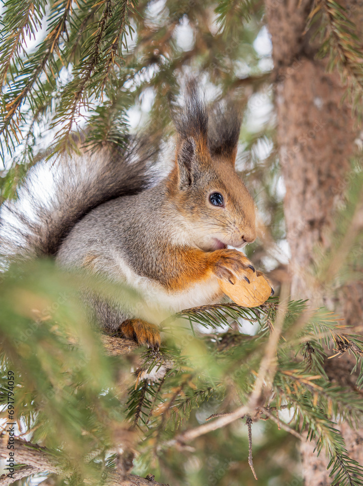 The squirrel with nut sits on tree in the winter or late autumn The squirrel with nut sits on tree in the winter or late autumn
