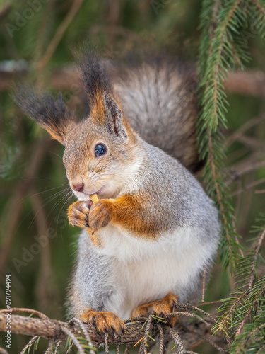 The squirrel with nut sits on tree in the winter or late autumn