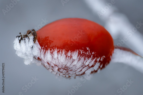 Close up of a red hipberry covered with hoarfrost. photo