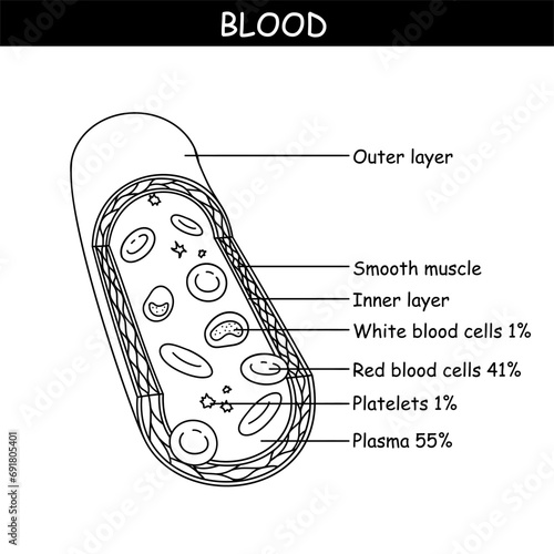 Vector diagram of blood composition. Educational illustration