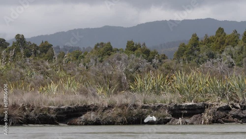 Kotuku White Heron Flying Over Okarito Lagoon In West Coast, South Island, New Zealand. Slow Motion  photo