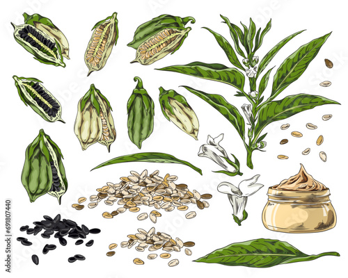 Set of hand drawn colorful sesame pods, seeds, flowers and leaves sketch style