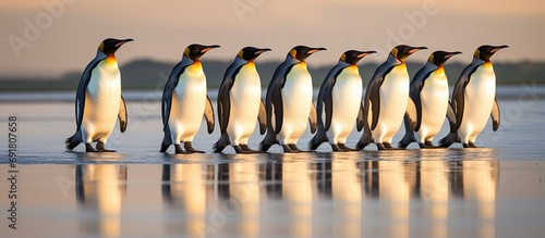 Group of emperor penguins stride towards the ocean on a sandy shore. photo