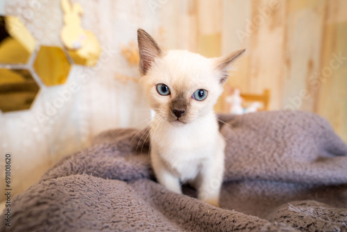 Foto トンキニーズ、シャム猫、子猫