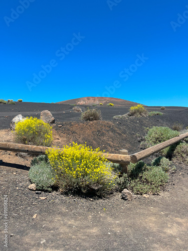 Yellow flowers (Descurainia Bourgeauana) in Teide National Park Tenerife in the Canary Islands photo