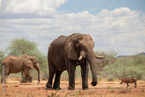 Wild african animals. African Bush Elephants in the grassland on a sunny day.