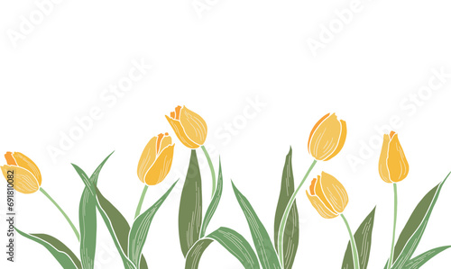 Yellow tulips set on a transparent background.Spring flowers vector illustration.