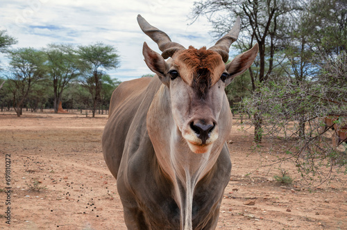 Common eland or Eland antelope, bull on the savannah of the Etosha national  park, Namibia photo